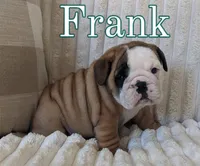 AKC Frank , a male English Bulldog for sale in Dundee, OH – 4 of 6