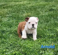 AKC Arnold , a male English Bulldog for sale in Dundee, OH – Photo 7 of 9