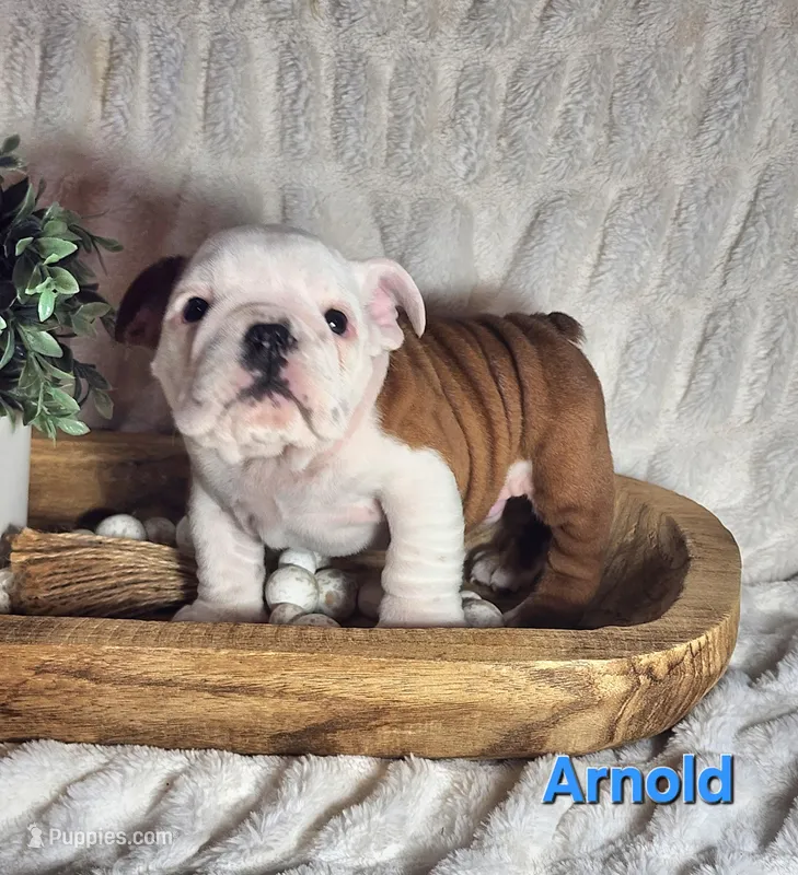 AKC Arnold  – English Bulldog puppy for sale in Dundee, OH