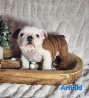 AKC Arnold , a male English Bulldog for sale in Dundee, OH – Photo 1 of 9