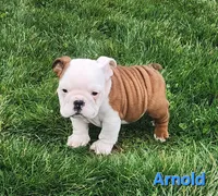 AKC Arnold , a male English Bulldog for sale in Dundee, OH – Photo 6 of 9