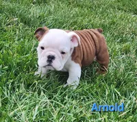 AKC Arnold , a male English Bulldog for sale in Dundee, OH – Photo 4 of 9