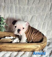 AKC Arnold , a male English Bulldog for sale in Dundee, OH – Photo 2 of 9