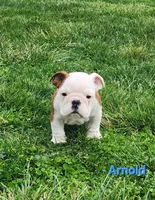 AKC Arnold , a male English Bulldog for sale in Dundee, OH – Photo 5 of 9