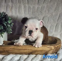 AKC Arnold , a male English Bulldog for sale in Dundee, OH – Photo 3 of 9