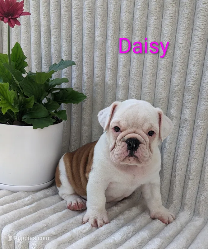 AKC Daisy  – English Bulldog puppy for sale in Dundee, OH