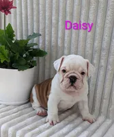 AKC Daisy , a female English Bulldog for sale in Dundee, OH – 1 of 4