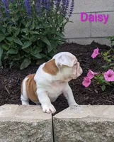 AKC Daisy , a female English Bulldog for sale in Dundee, OH – 4 of 4