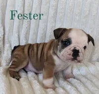 AKC Fester , a male English Bulldog for sale in Dundee, OH – 2 of 5