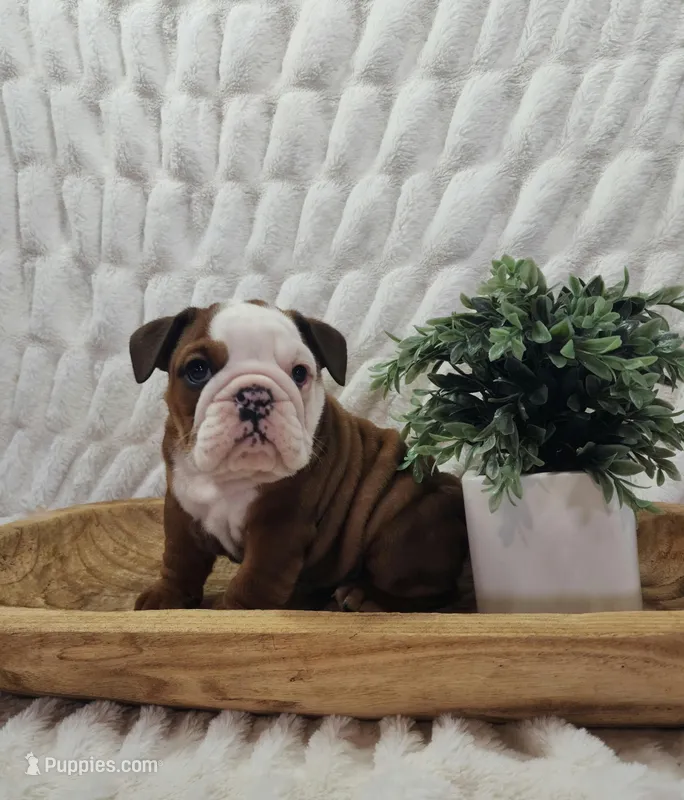 AKC Asher  – English Bulldog puppy for sale in Dundee, OH