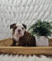 AKC Asher , a male English Bulldog for sale in Dundee, OH – Photo 1 of 6