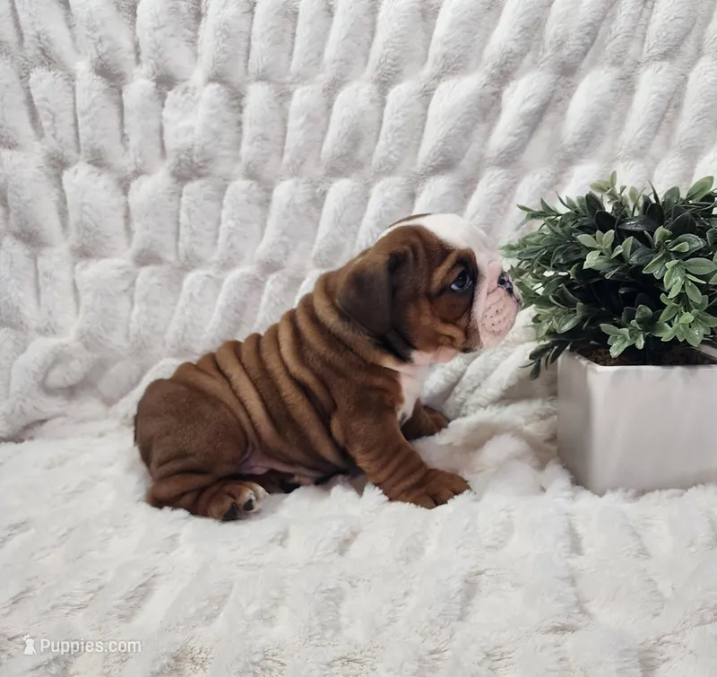 AKC Asher  – English Bulldog puppy for sale in Dundee, OH