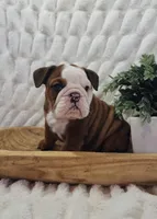 AKC Asher , a male English Bulldog for sale in Dundee, OH – Photo 4 of 6
