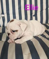 AKC Ellie , a female English Bulldog for sale in Dundee, OH – 4 of 7