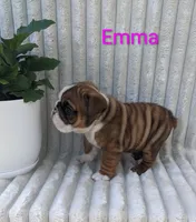 AKC Emma , a female English Bulldog for sale in Dundee, OH – 2 of 5