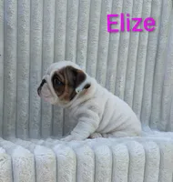 AKC Elize , a female English Bulldog for sale in Dundee, OH – 2 of 10