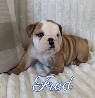 AKC Fred , a male English Bulldog for sale in Dundee, OH – 3 of 6