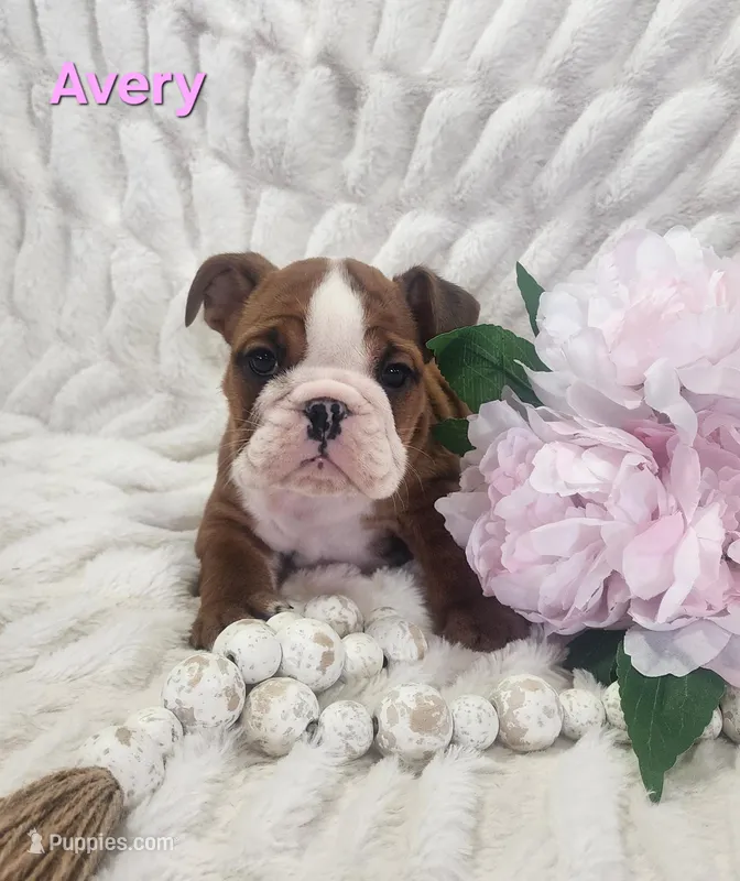 AKC Avery  – English Bulldog puppy for sale in Dundee, OH