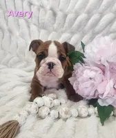 AKC Avery , a female English Bulldog for sale in Dundee, OH – Photo 1 of 5
