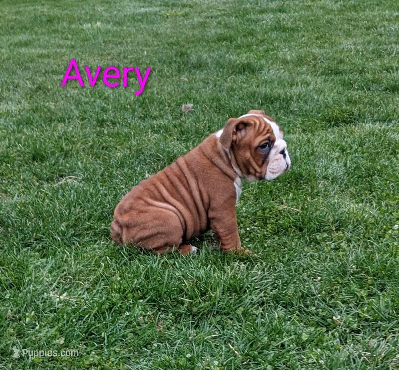 AKC Avery  – English Bulldog puppy for sale in Dundee, OH