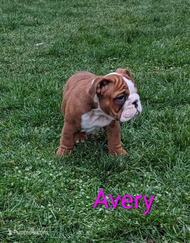 AKC Avery  – English Bulldog puppy for sale in Dundee, OH