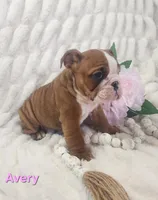 AKC Avery , a female English Bulldog for sale in Dundee, OH – Photo 4 of 5