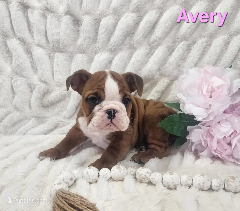 AKC Avery  – English Bulldog puppy for sale in Dundee, OH
