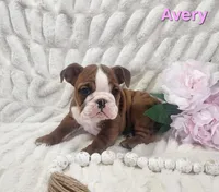 AKC Avery , a female English Bulldog for sale in Dundee, OH – Photo 3 of 5