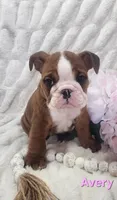 AKC Avery , a female English Bulldog for sale in Dundee, OH – Photo 2 of 5