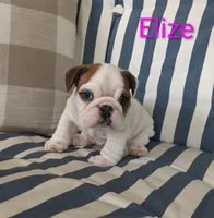 AKC Elize , a female English Bulldog for sale in Dundee, OH – 5 of 10