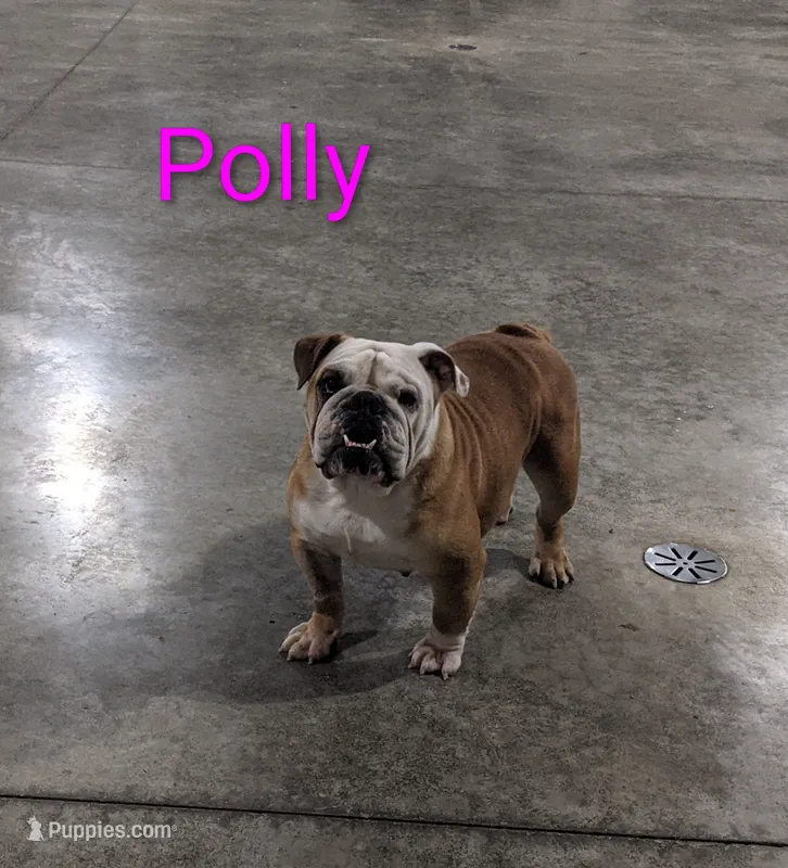 AKC Polly  – English Bulldog puppy for sale in Dundee, OH