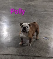 AKC Polly , a female English Bulldog for sale in Dundee, OH – 1 of 6