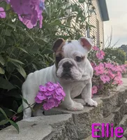 AKC Ellie , a female English Bulldog for sale in Dundee, OH – 3 of 7