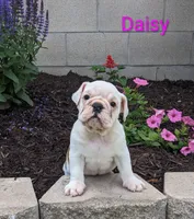 AKC Daisy , a female English Bulldog for sale in Dundee, OH – 2 of 4