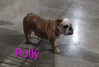 AKC Polly , a female English Bulldog for sale in Dundee, OH – 6 of 6