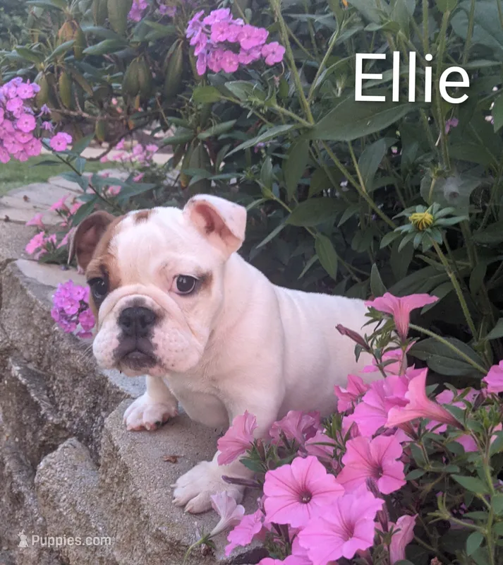 AKC Ellie  – English Bulldog puppy for sale in Dundee, OH