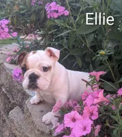 AKC Ellie , a female English Bulldog for sale in Dundee, OH – 2 of 7