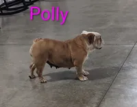 AKC Polly , a female English Bulldog for sale in Dundee, OH – 2 of 6
