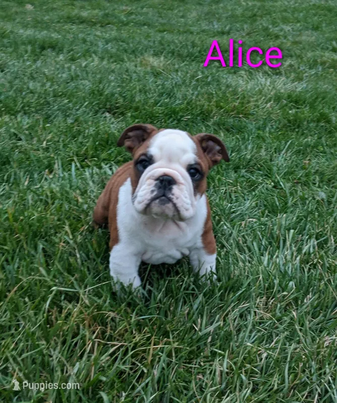 AKC Alice  – English Bulldog puppy for sale in Dundee, OH