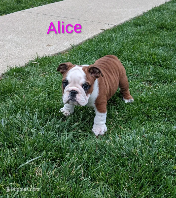 AKC Alice  – English Bulldog puppy for sale in Dundee, OH