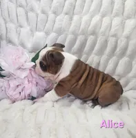 AKC Alice , a female English Bulldog for sale in Dundee, OH – Photo 5 of 7