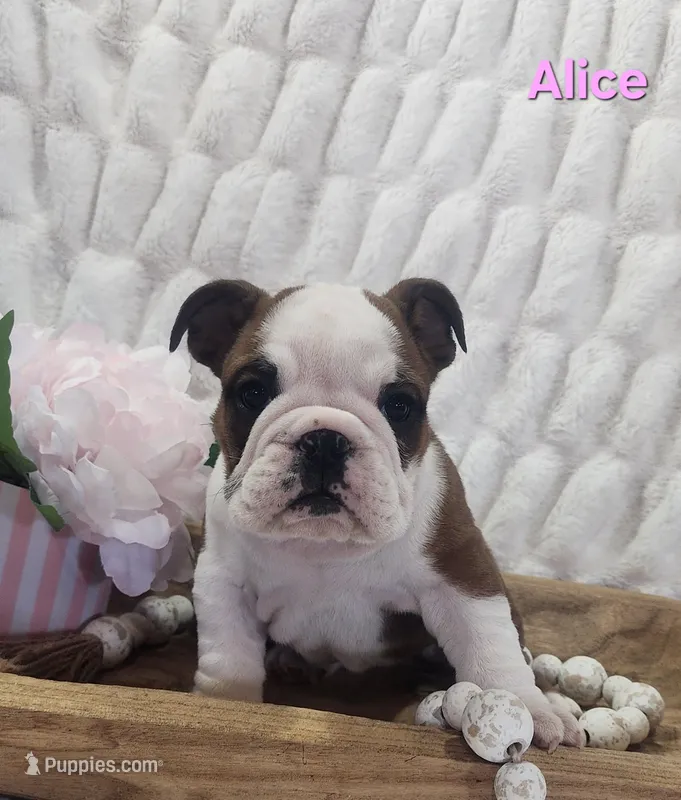 AKC Alice  – English Bulldog puppy for sale in Dundee, OH