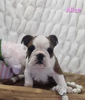 AKC Alice , a female English Bulldog for sale in Dundee, OH – Photo 1 of 7
