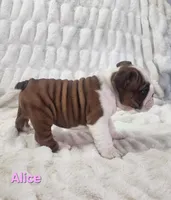 AKC Alice , a female English Bulldog for sale in Dundee, OH – Photo 4 of 7