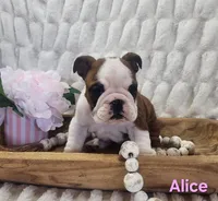 AKC Alice , a female English Bulldog for sale in Dundee, OH – Photo 3 of 7
