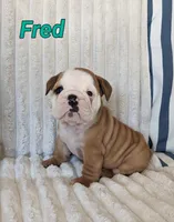 AKC Fred , a male English Bulldog for sale in Dundee, OH – 1 of 6