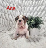 AKC Ace , a male English Bulldog for sale in Dundee, OH – Photo 1 of 4