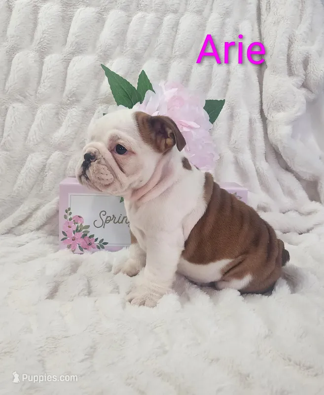 AKC Arie  – English Bulldog puppy for sale in Dundee, OH