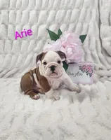 AKC Arie , a female English Bulldog for sale in Dundee, OH – Photo 3 of 6