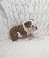 AKC Arie , a female English Bulldog for sale in Dundee, OH – Photo 4 of 6